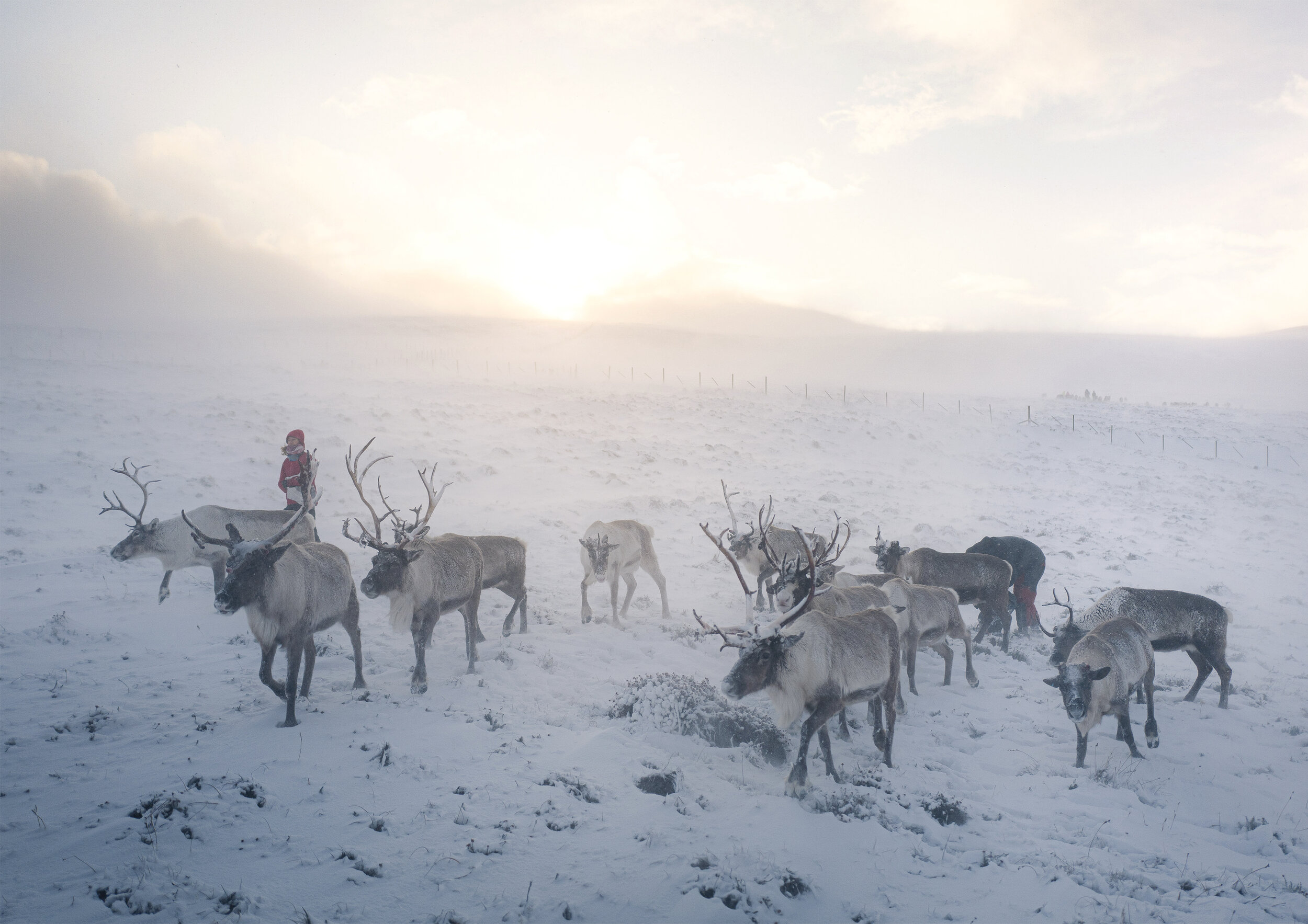 cairngorm reindeer herd highland scotland wildlife lifestyle photographer london