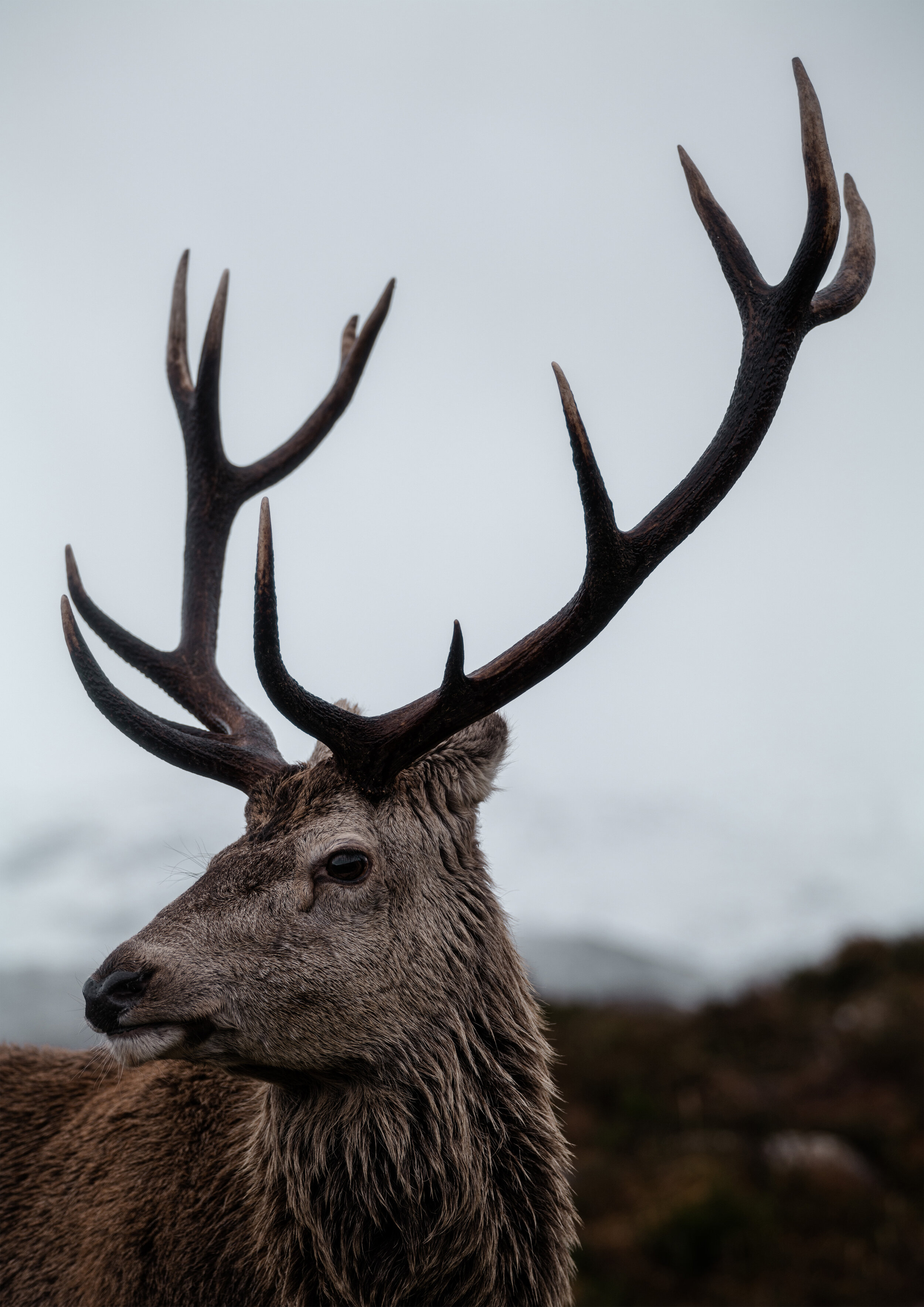 red deer stag portrait scottish highlands wildlife lifestyle photographer london